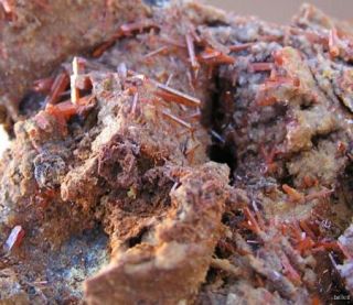 Crocoite Terminated Crystals Dundas Tasmania Australia 14326