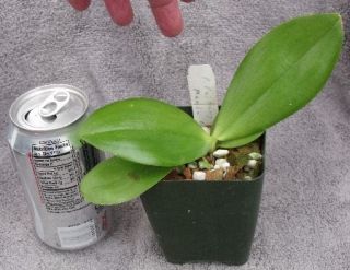Phalaenopsis Paifangs Mambo Baby Orchid Plant Near Blooming Size