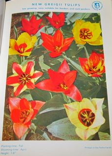 Vintage Dutch Gardens Inc Bulb Catalog Full Color Plates Suitable for
