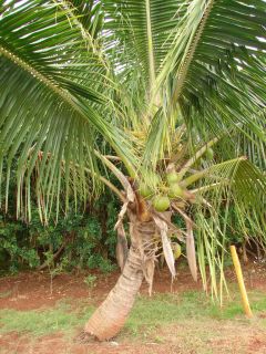Nui Leka Samoan Dwarf Coconut Seed Coconut Palm Cocos Nucifera 1 Huge