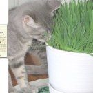 Grass Cat Grass Seeds SATISFY YOUR CATS CRAVING FOR GREENS