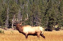 Elk Stag Wapiti Deer Game Call Collection Box Lot Bull Cow Buck Rut