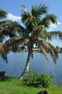 Malayan Dwarf Coconut Palm 5 feet tall, Yellow, live plant, cocos