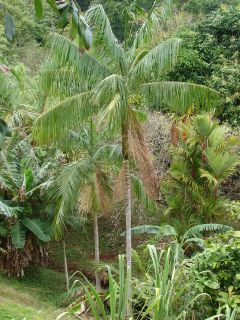 The Açaí palm will take full sun as it matures, it also