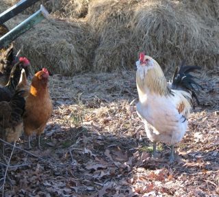   hatching eggs npip certified Easter Eggers free range pure breed