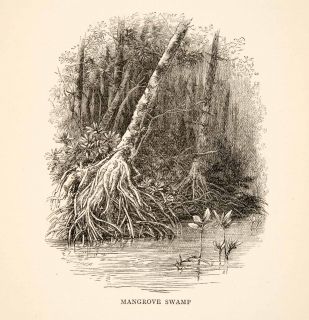  Engraving Mangrove Swamp Marsh Water Forest New Guinea Edward Whymper