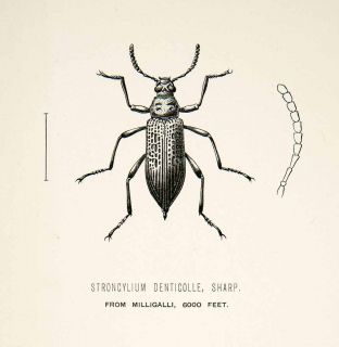 1891 Wood Engraving Sharp Whymper Stroncylium Denticolle Entomology