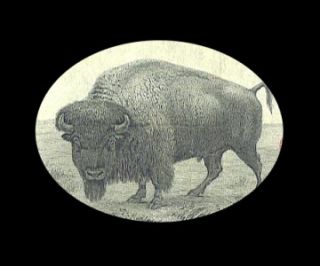 1901 $ 10 bison legal tender strong extra fine+