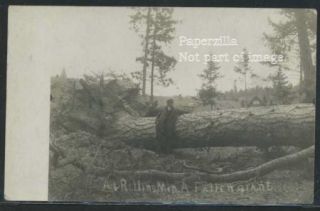 MN Rollins RPPC 1910 A Fallen Giant Man Poses with Uprooted Pine Tree