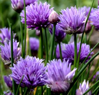 Gourgeous Edible & Attractive Perennials Chives Fresh Seeds