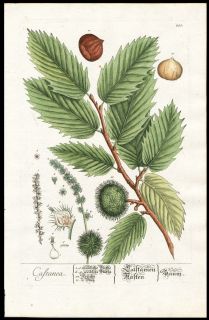 1757 Elizabeth Blackwell Hand Color Copper Plate Botanical Chestnut