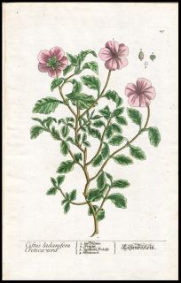 1757 Elizabeth Blackwell Hand Color Copper Plate Botanical Pink Cistus