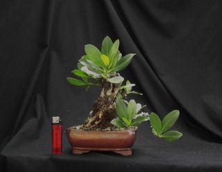 Bonsai Conocarpus Erectus Buttonwood