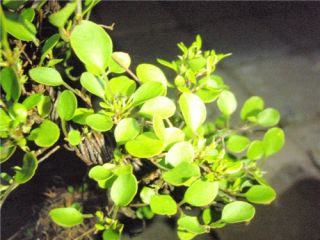 Angel Vine (Muehlenbeckia complexa) Exotic Ivy 1 y. old
