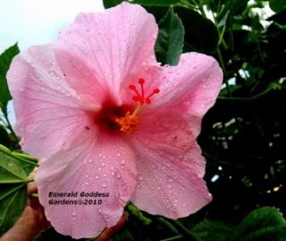 hibiscus plant big flowers seminole pink tropical