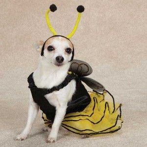 Dog Bumble Bee Mine Halloween Costume Canine Pet Clothes XS s M L XL