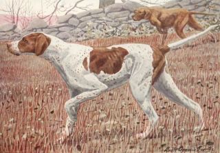 DOG English Pointer, Bird Hunting Dog, 85+ Yr Old Print