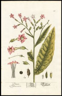 1757 Elizabeth Blackwell Hand Color Copper Plate Botanical Pink