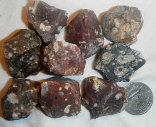 Fairburn SD fossil coral w shell bits sized for polishing Rock Tumbler