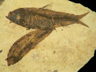 LIFE LIKE Pair of 50 Million Year Old Fossil Fish on Big Natural