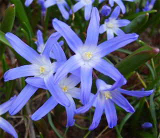 10 BLUE LILY CHIONODOXA BULBS PERENNIAL PLANTS MARCH FLOWERS