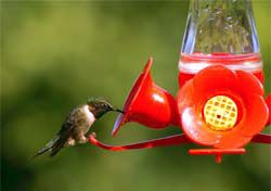 The hummingbird feeder includes yellow guards to keep bees out.
