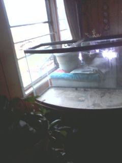 Bow Front 40 Gallon Fish Tank Only