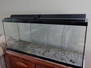  55 Gallon Fish Tank