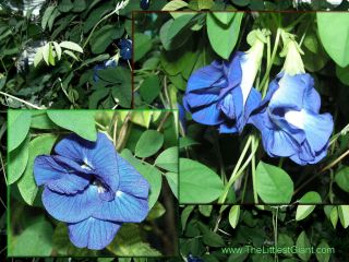  Vine Butterfly 50 Seeds Rare Flowers Fast Growing Great Topiary Plant
