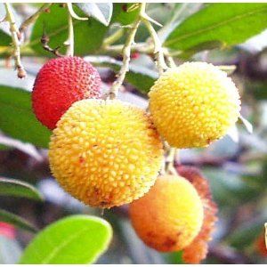 Marina Strawberry Tree Arbutus Outdoors Edible Bonsai
