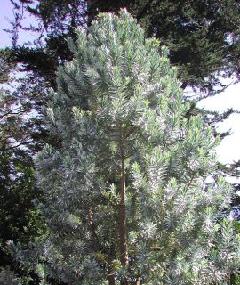 Amazing Silver Tree   Rare, endangered Leucadendron argenteum