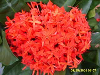 PK Ixora Super King Red Flower Live Plant Tropical