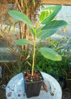 Exotic Banyan Tree Live Plants Ficus Benhalensis Bonsai Starter