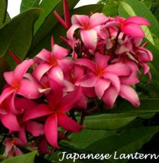 Hawaiian Japanese Lantern Plumeria Plant 12 16 Double Tip Cutting
