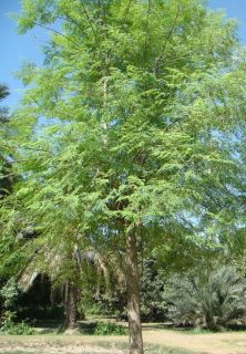  Moringa Oleifera Miracle Tree of Life Horseradish Tree 30 Seeds