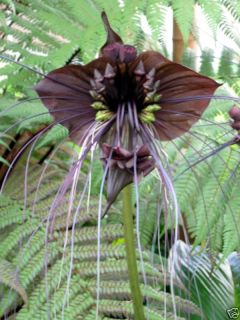 Rare* Black Bat Flower Plant Seeds   Unique Houseplant