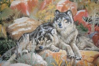 Wolf End of Summer Larry Fanning Wolves in Mountain
