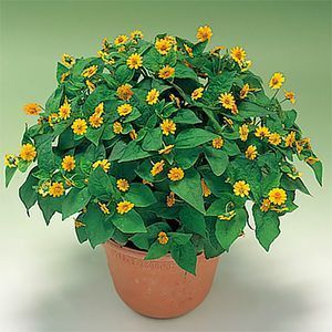  Casino Light Yellow Live Flower Starter Plants Preseason Order