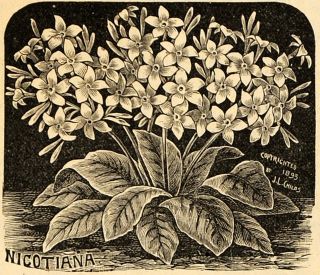 1893 Print Nicotiana Affinis Tobacco Plant J L Childs