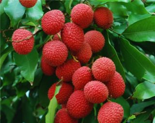 Lychee Tree Edible Fruit Plant Exotic Tropical Bonsai sent in The Pot