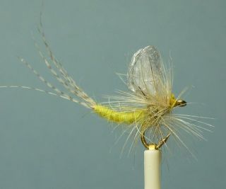 24 Extended Body Dry Flies Asst. PMD, Mahogany Dun or Blue Quill, #18,