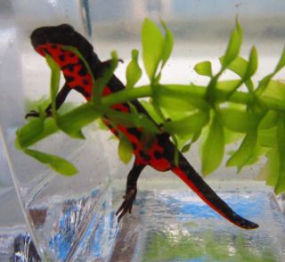 Fire Red Bellied Newt for Live Freshwater Aquarium Fish