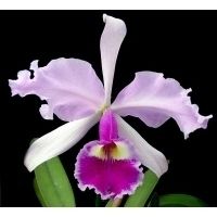 Cattleya Gigas Warscewiczii Orchid Species