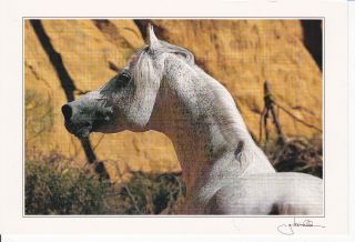 Pascha Egyptian Arabian Horse Postcard Gabriele Boiselle Photo