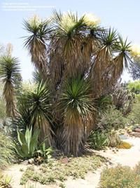 Seeds Giant Mountain Yucca Oasis Plant RARE 1148