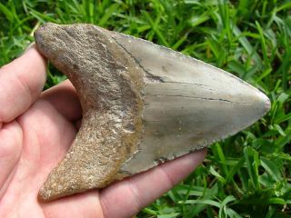 Commercial Megalodon Shark Tooth 98% Complete