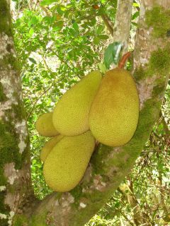 Live Jakfruit Tree Seedling Worlds Largest RARE Fruit