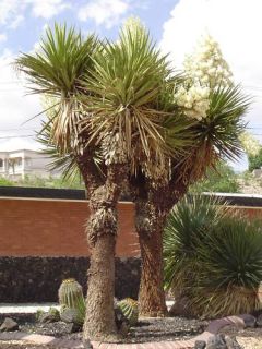 Texas Tree Yucca Yucca Faxoniana 10 Seeds