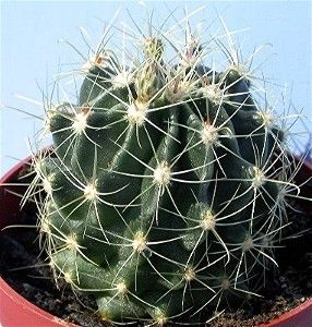 Hardy Ferocactus Setispinus Hamatocactus Candy Barrel Cactus Plant