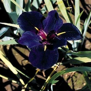 Louisiana Black Gamecock Iris Water or Garden Plant